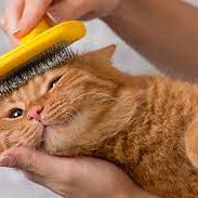 Grooming Your Pet Naturally: Tips for Healthy Skin and Coat