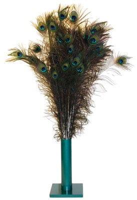 Peacock Feather