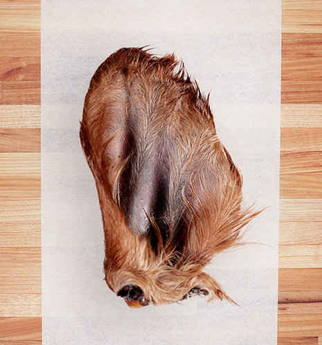 Farm Hounds Cow Ear w/ Hair