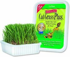 Cat Grass Tub